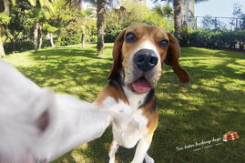 冠軍級(jí)呵護(hù)，源于每一份冠軍寵物食品