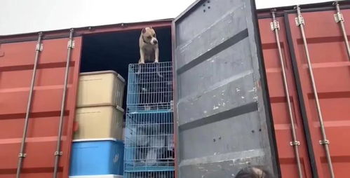 守護契約，愛心送達 多格漫捐贈價值12萬元寵物食品援助浦江王阿姨流浪狗基地