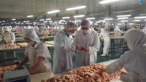 圣寵廠家 為何99%的寵物信賴他們的產品？